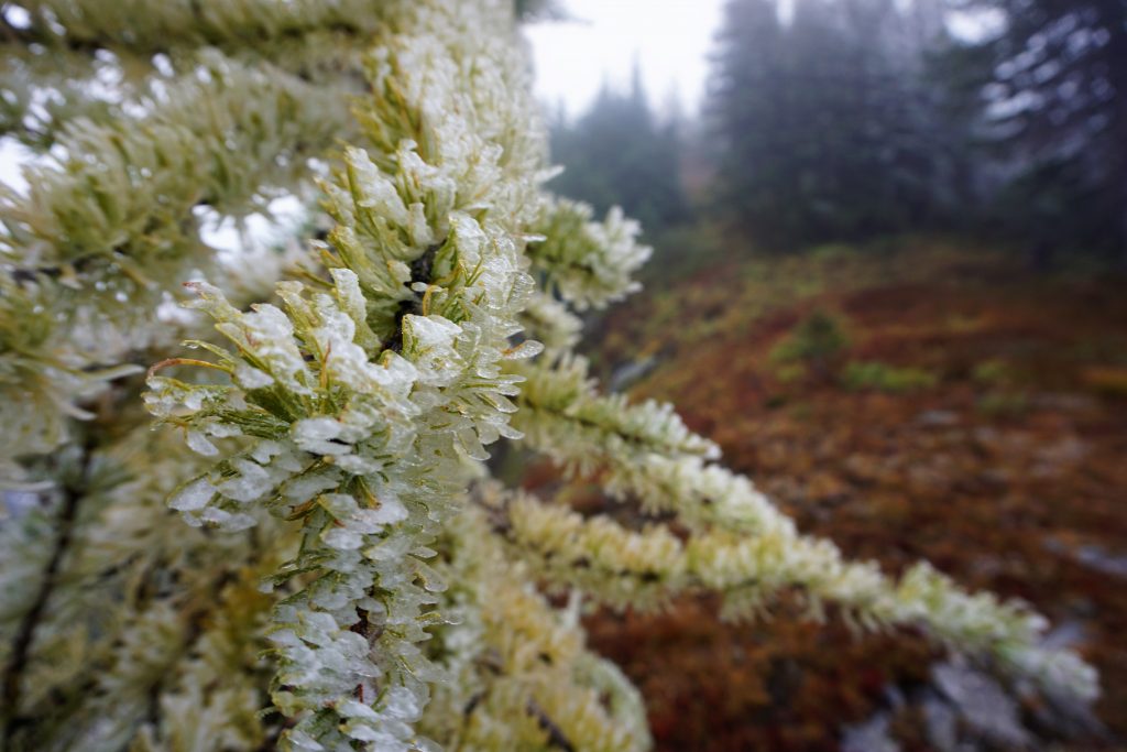 Rime Covered Larches
