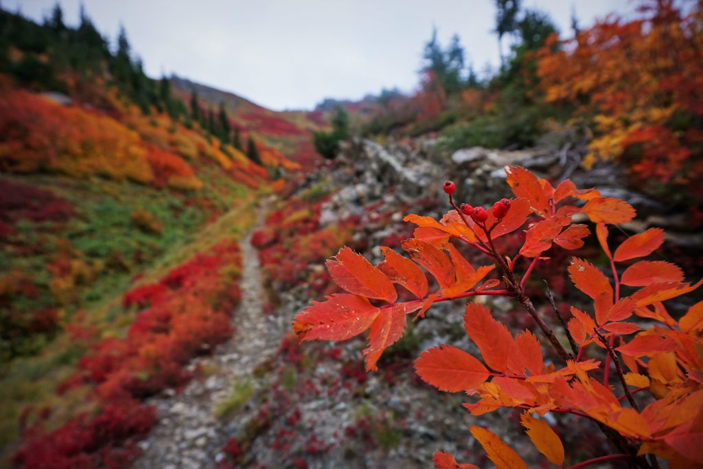 Fall colors near Little Giant Pass