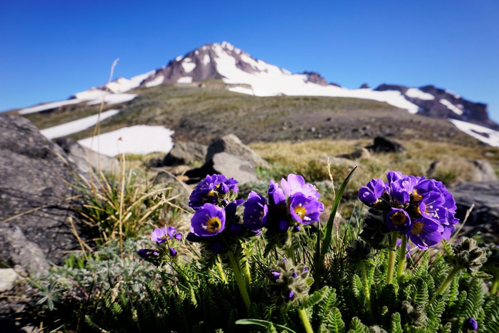 Glacier Gap Flowers